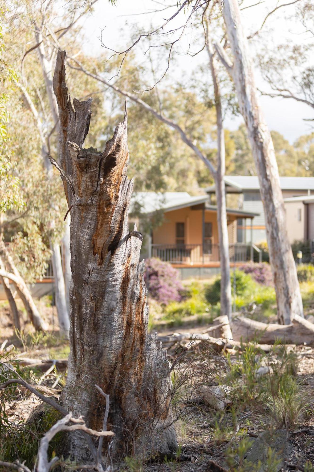 Alivio Tourist Park Canberra Camberra Exterior foto